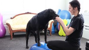 PARC animal rehab